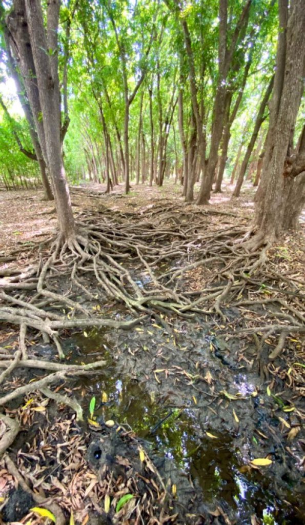 hofi mango Wat te doen op Curaçao mango bomen natuur