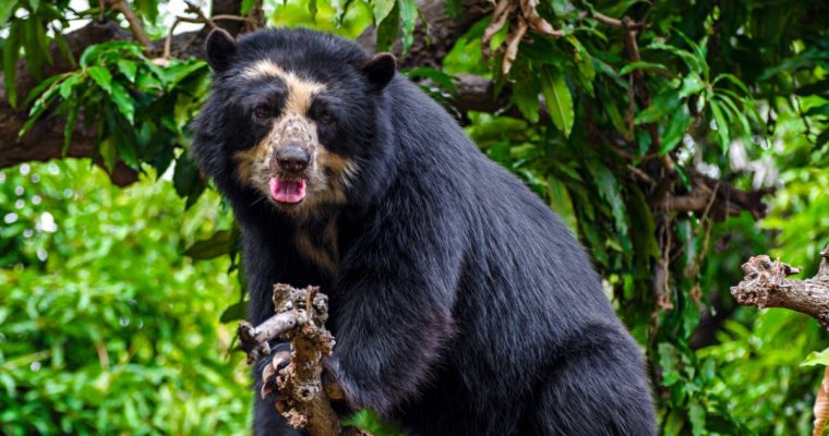 Paddington in Peru – Ontdek Paddington’s familie in Peru