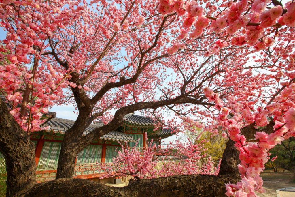 Korea is hot kersenbloesembomen