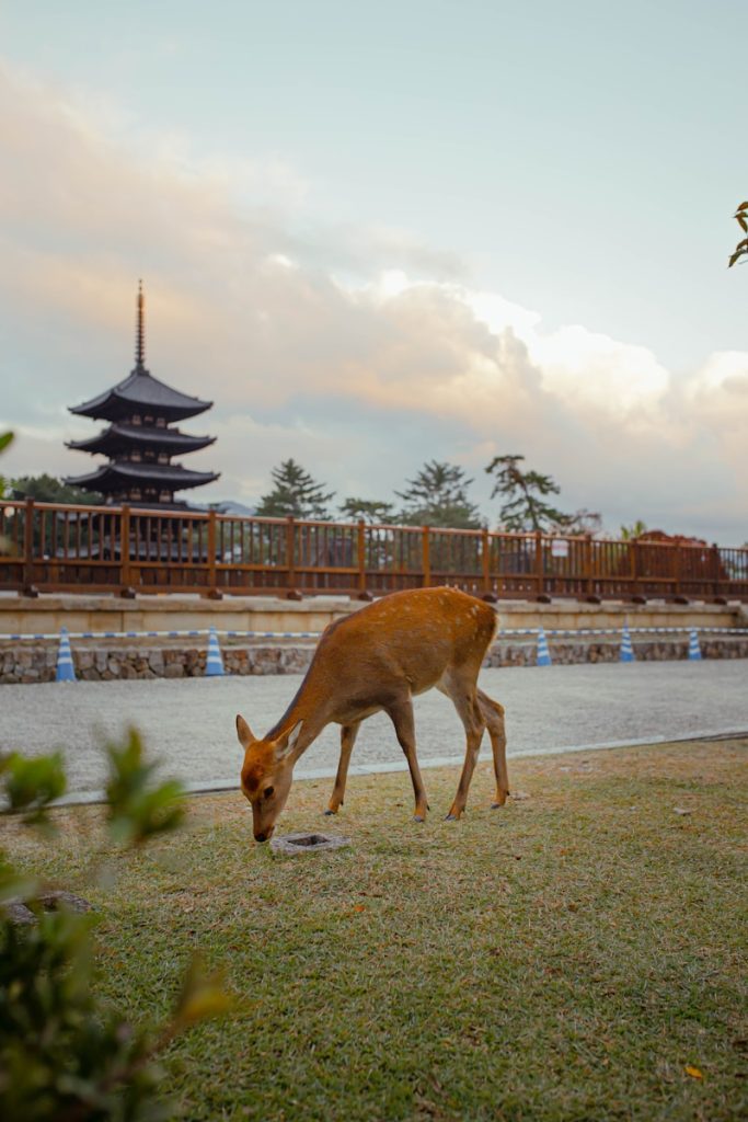 brown deer on gray concrete road during daytime Nara